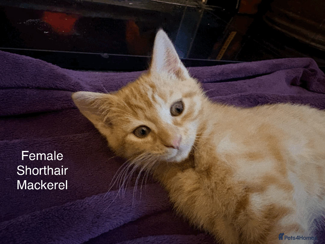 Mixed Breed cats for sale: Seven gingers, bundles of joy! - Advert 17
