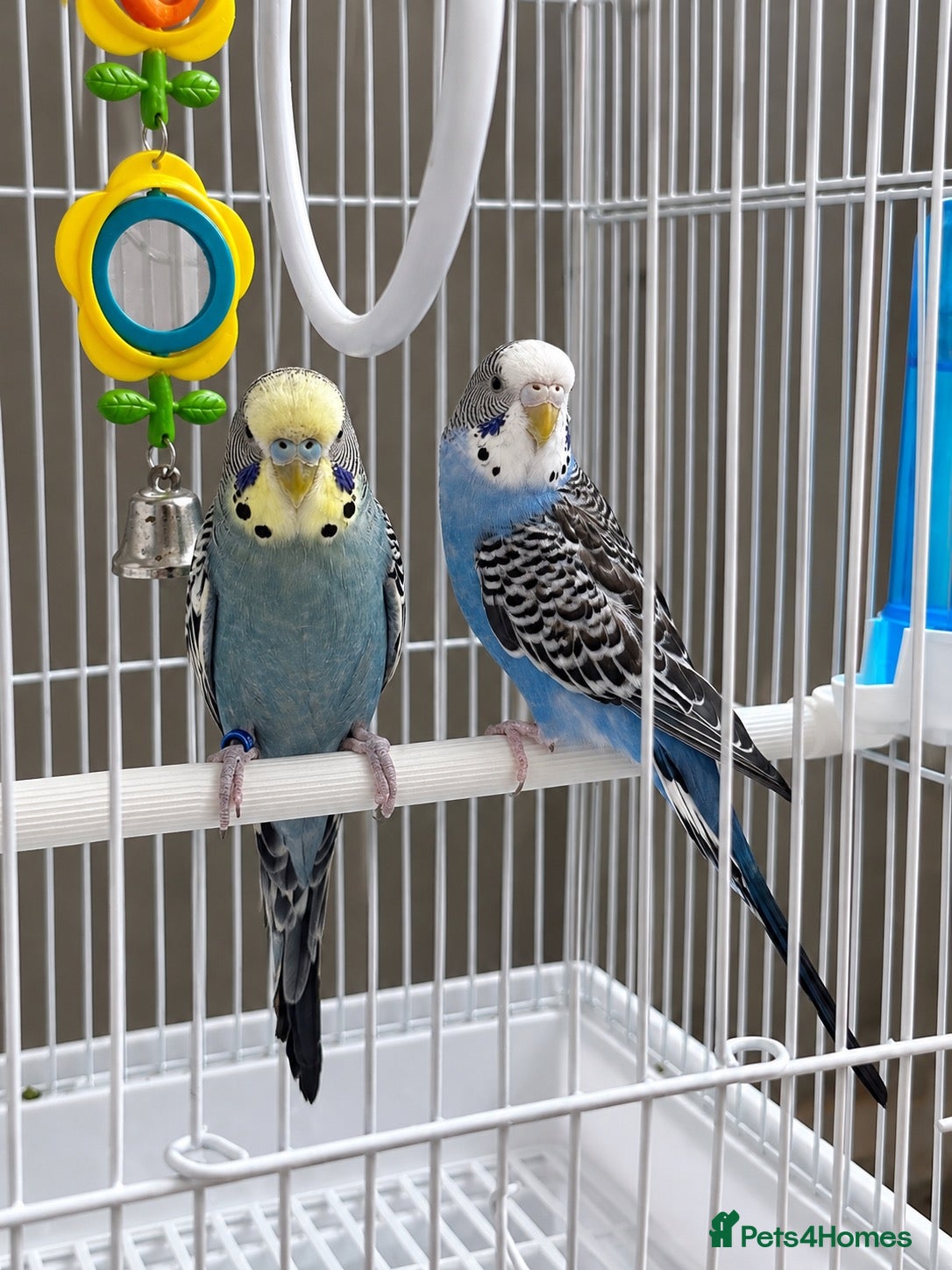 Budgerigars birds Pair of Budgies with Cage, Food & Toys - Advert 1