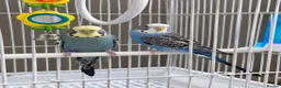 Budgerigars birds for sale: Pair of Budgies with Cage, Food & Toys in Smethwick - Advert 1