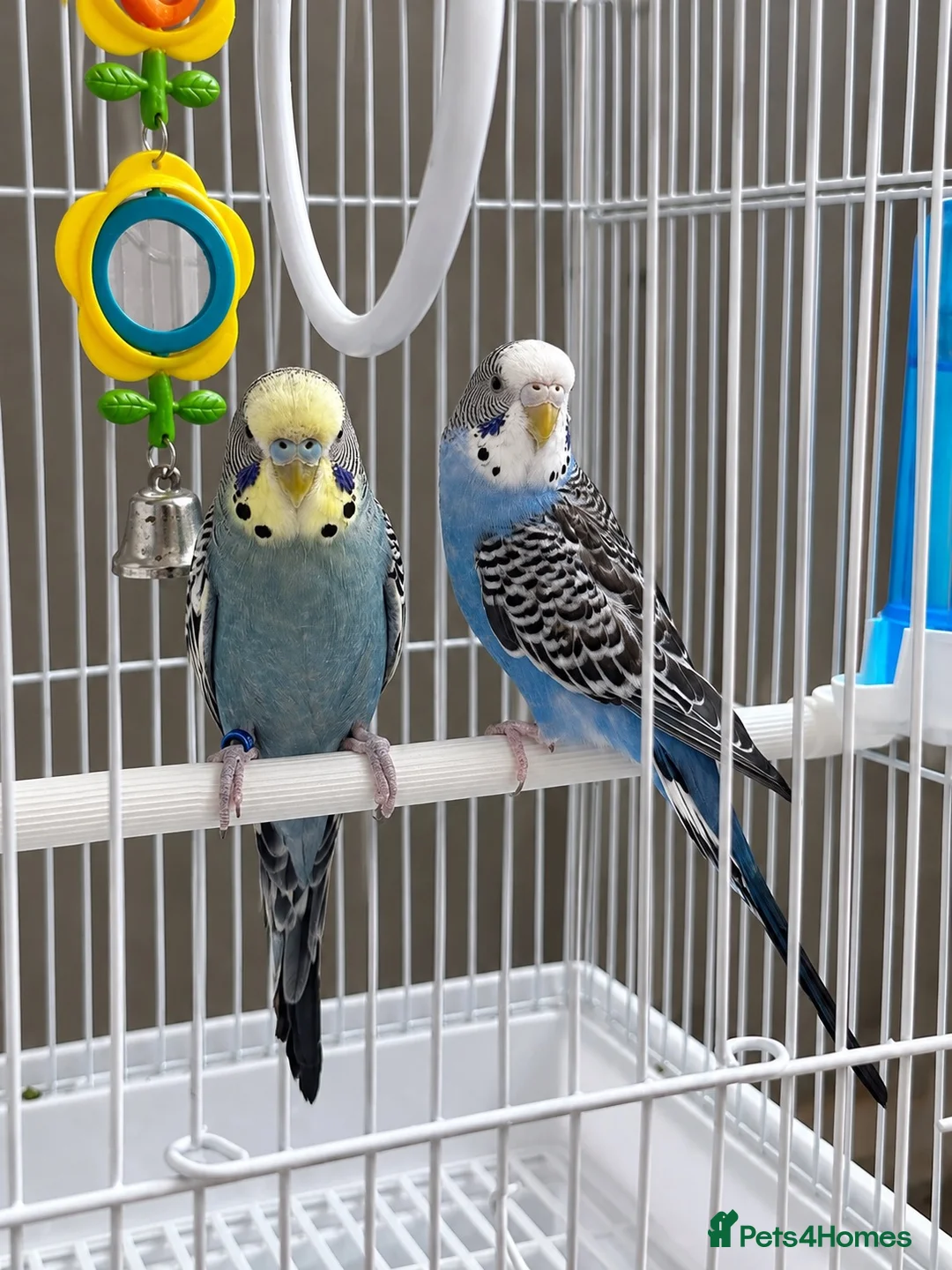 Budgerigars birds for sale: Pair of Budgies with Cage, Food & Toys in Smethwick - Advert 1