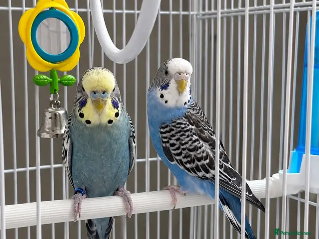 Budgerigars birds Pair of Budgies with Cage, Food & Toys - Advert 1