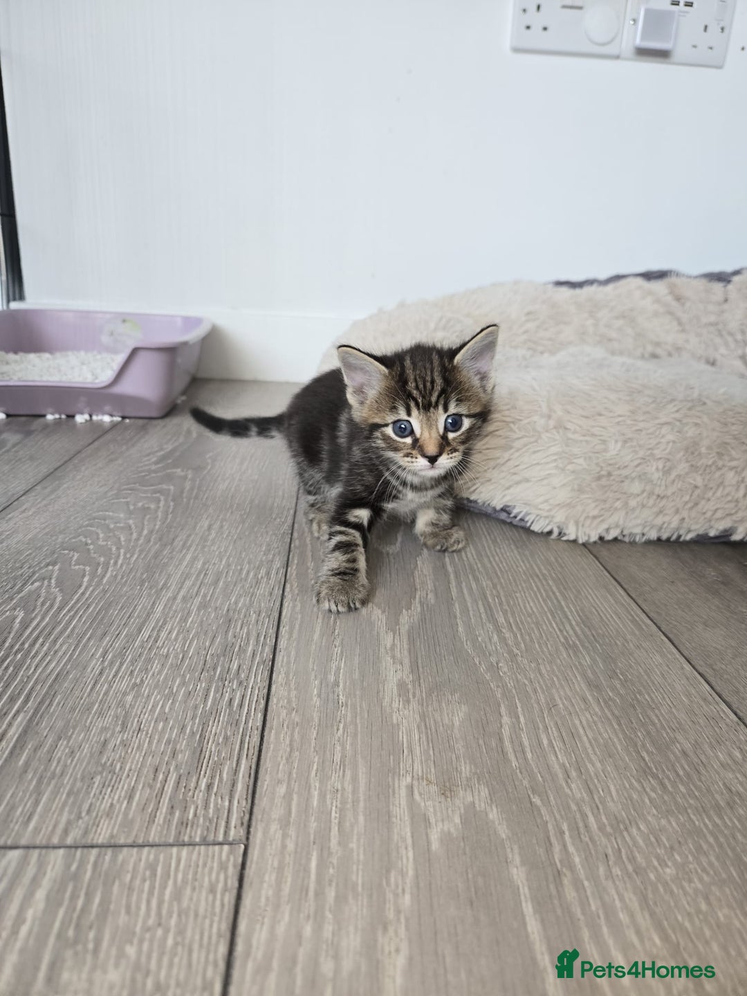 Ragdoll cats for sale: Ragdoll bengal mix  - Image 5