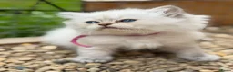 British Longhair cats for sale: PURE British longhair girls❤️ - Advert 2