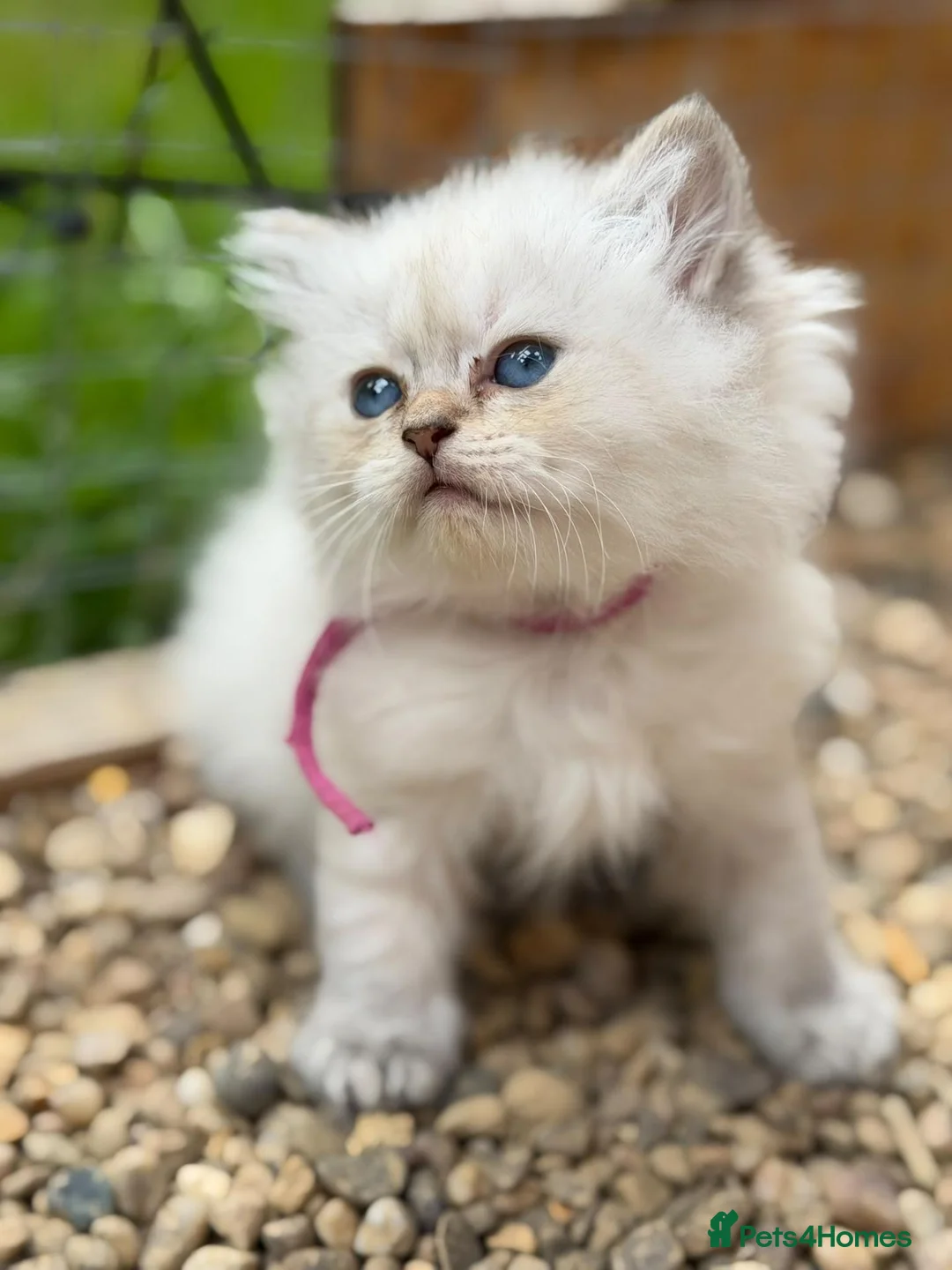 British Longhair cats for sale: PURE British longhair girls❤️ - Advert 2