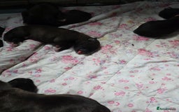 Mixed Breed dogs for sale: Corso x  - Image 1