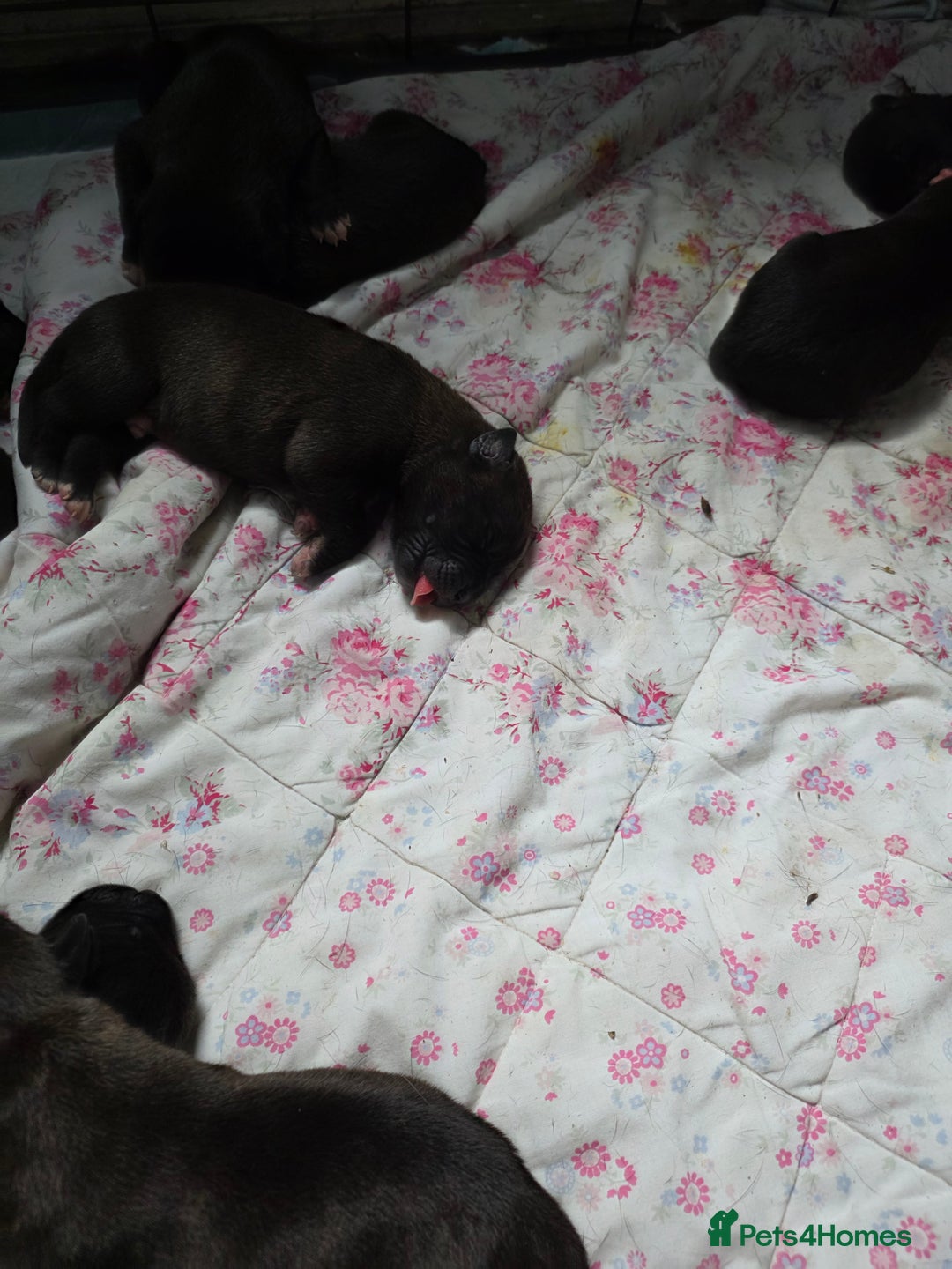 Mixed Breed dogs for sale: Corso x  - Image 1
