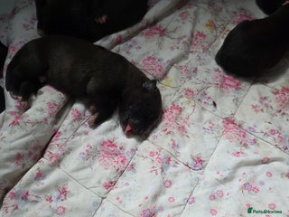 Mixed Breed dogs - Advert 11