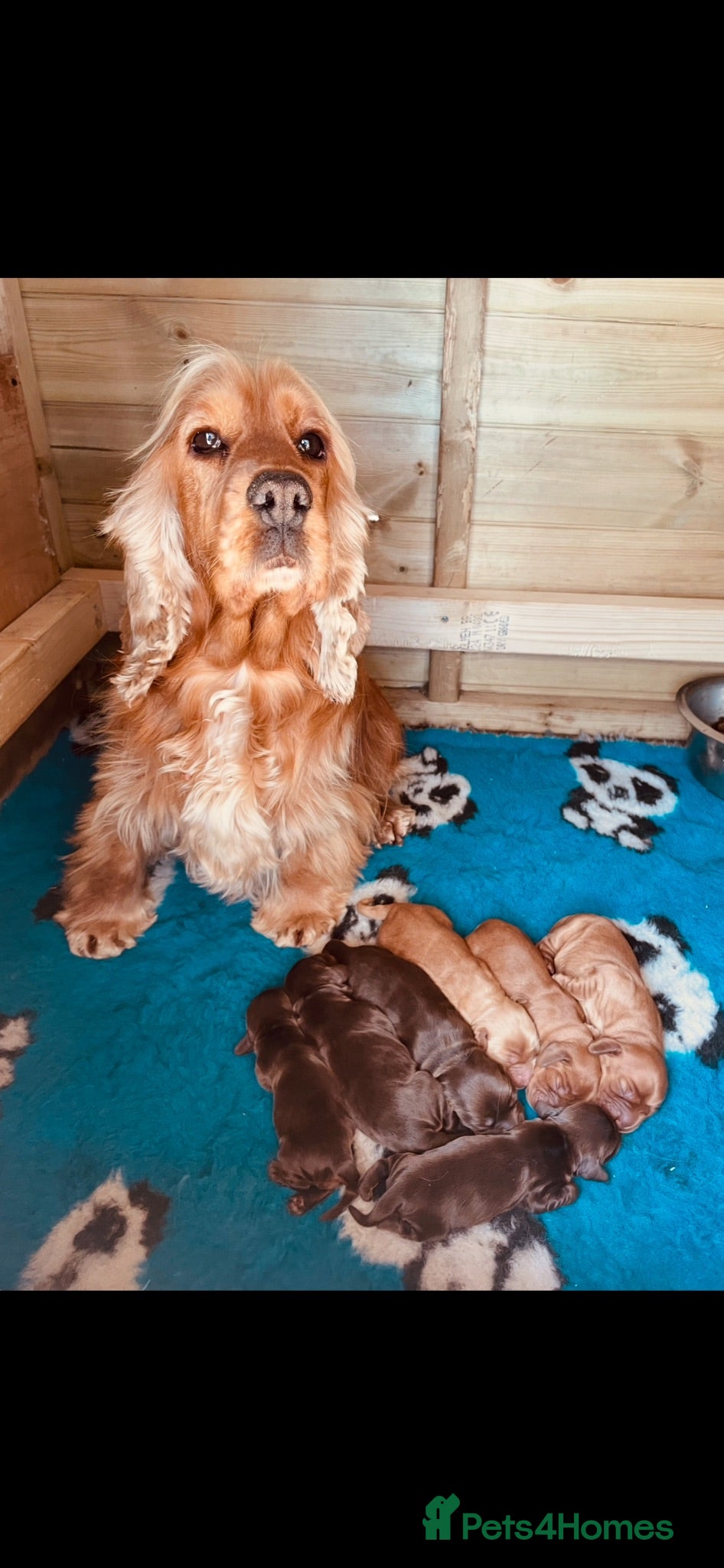 Cocker Spaniel dogs Stunning Fully health tested show cocker - Advert 3
