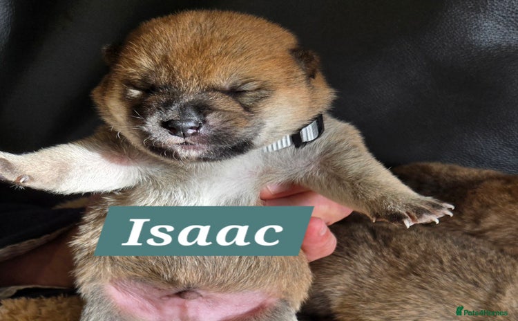 Japanese Shiba Inu dogs - Advert 1