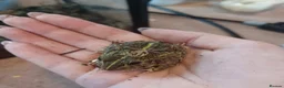 Frog reptiles for sale: Giant African bullfrog (TREVOR) - Advert 3