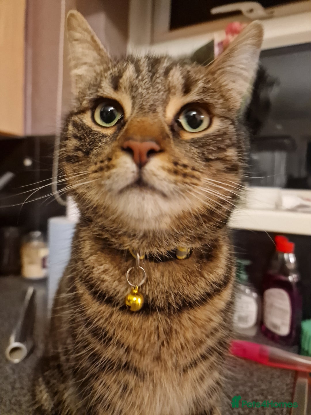 Mixed Breed cats for sale: Cat for rehoming - Advert 5