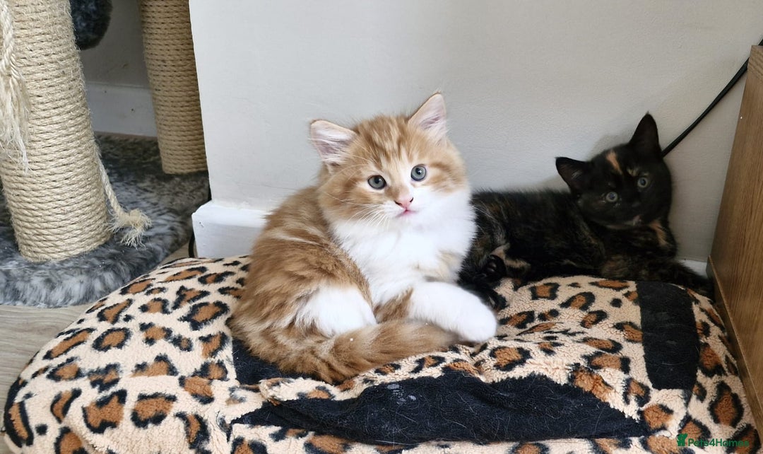 Mixed Breed cats for sale: Adorable kittens  - Image 1