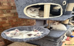 Ragdoll cats for sale: Last boy Stunning crazy playful pure Ragdoll - Image 2