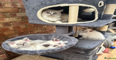 Ragdoll cats - Advert 7