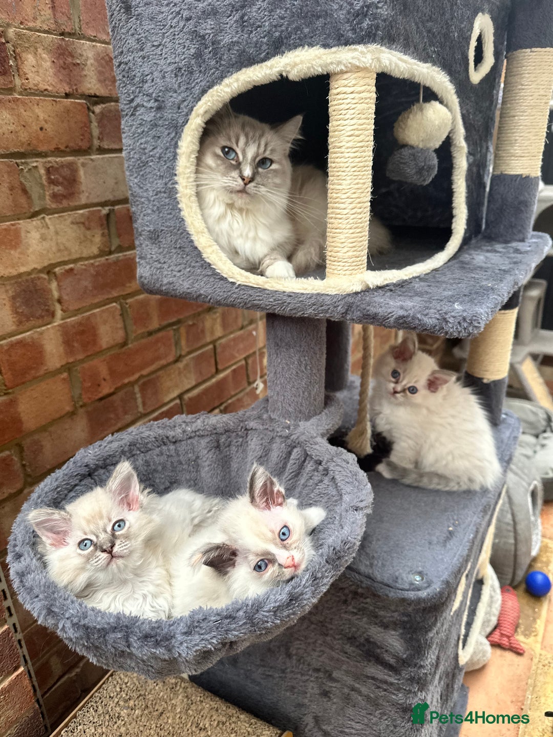Ragdoll cats for sale: Last boy Stunning crazy playful pure Ragdoll - Image 2