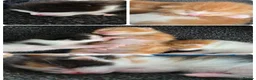 Mixed Breed cats for sale: 5 beautiful fluffy kittens - Advert 13