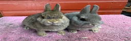 Netherland Dwarf rabbits for sale: Young Netherland Dwarfs - Advert 10