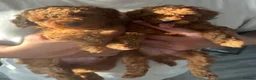 Cavapoo dogs for sale: beautiful stunning Fox Red Cavapoo male pup ready - Advert 2