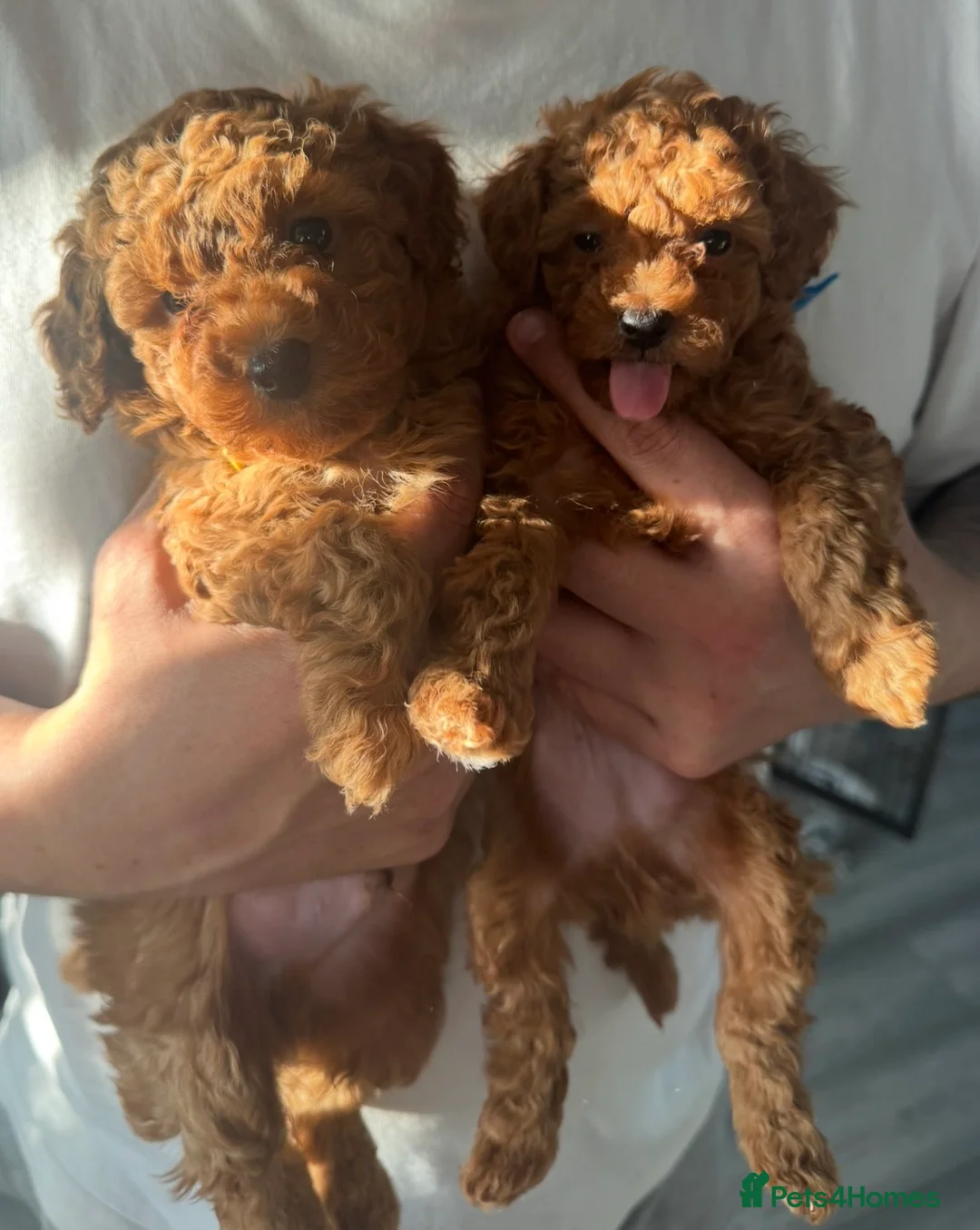 Cavapoo dogs for sale: beautiful stunning Fox Red Cavapoo male pup ready - Advert 2