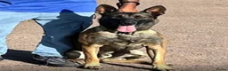 Belgian Shepherd Dog dogs for sale: Pure Malinois - Joefarm lines Female only left - Advert 2