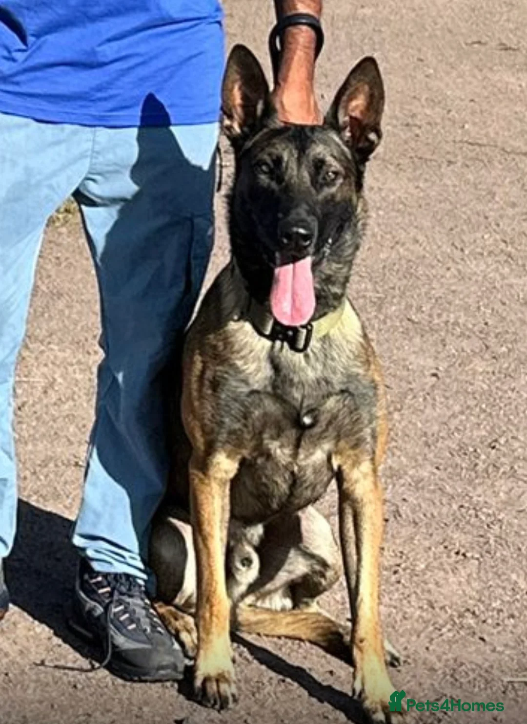 Belgian Shepherd Dog dogs for sale: Pure Malinois - Joefarm lines Female only left - Advert 2