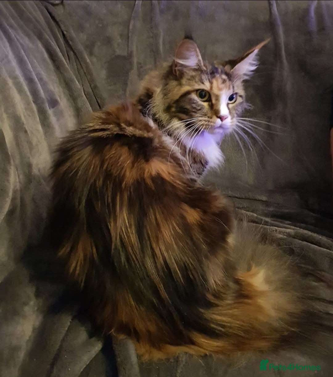 Maine Coon cats for sale: Maine coon girls  - Image 5