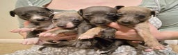 Whippet dogs for sale: Stunning KC Whippet Puppies for Sale - Advert 1