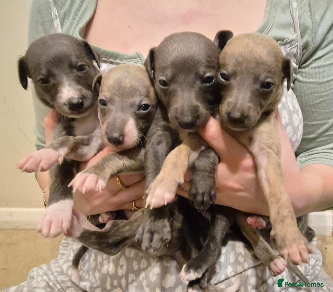 Whippet dogs for sale: Stunning KC Whippet Puppies for Sale - Advert 1