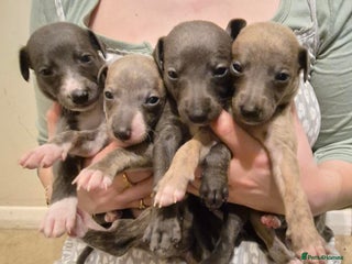 Whippet dogs Stunning KC Whippet Puppies for Sale - Advert 1