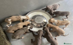 Whippet dogs for sale: Stunning kc reg whippet puppies  - Image 4