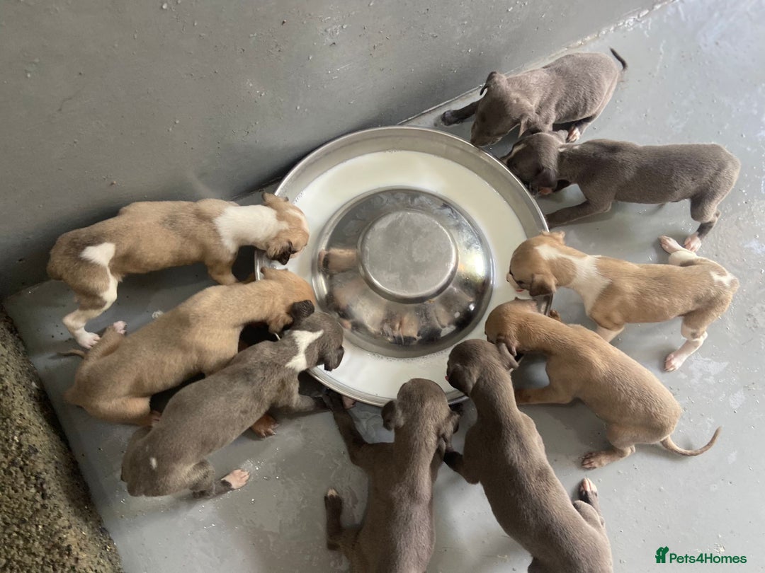 Whippet dogs for sale: Stunning kc reg whippet puppies  - Image 4