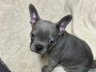 French Bulldog dogs Adorable Frenchie Puppies - Advert 17