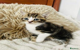 Mixed Breed cats for sale: Beautiful Kittens For Sale  - Image 6
