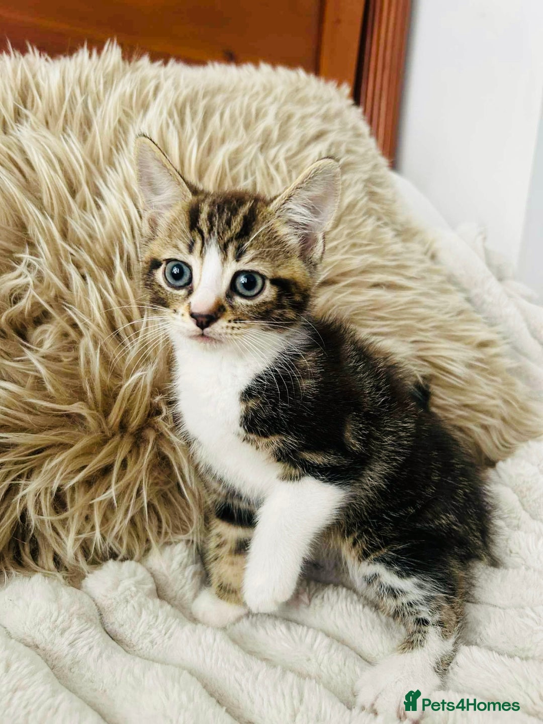 Mixed Breed cats for sale: Beautiful Kittens For Sale  - Image 6