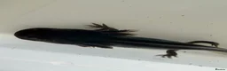 Axolotl reptiles for sale: Axolotl - Advert 23