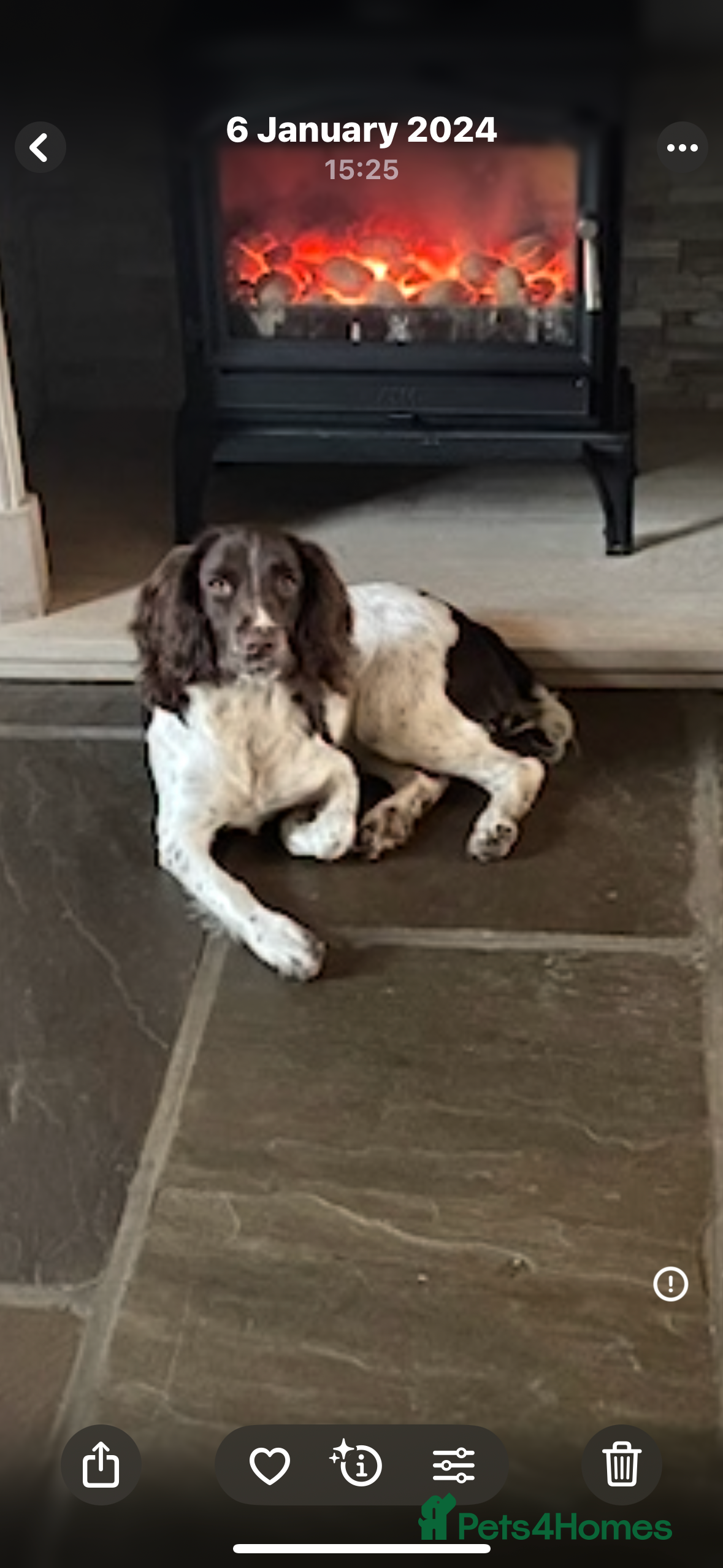 English Springer Spaniel dogs Beautiful springer spaniel girls  - Advert 18