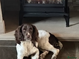 English Springer Spaniel dogs Beautiful springer spaniel girls - Advert 1