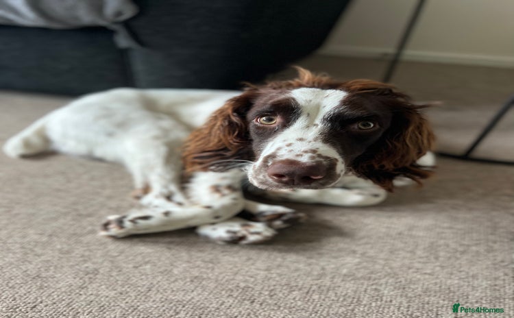 English Springer Spaniel dogs - Advert 1