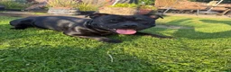 Staffordshire Bull Terrier dogs for stud: Our gorgeous Staffordshire bull terrier Dennis  - Advert 7