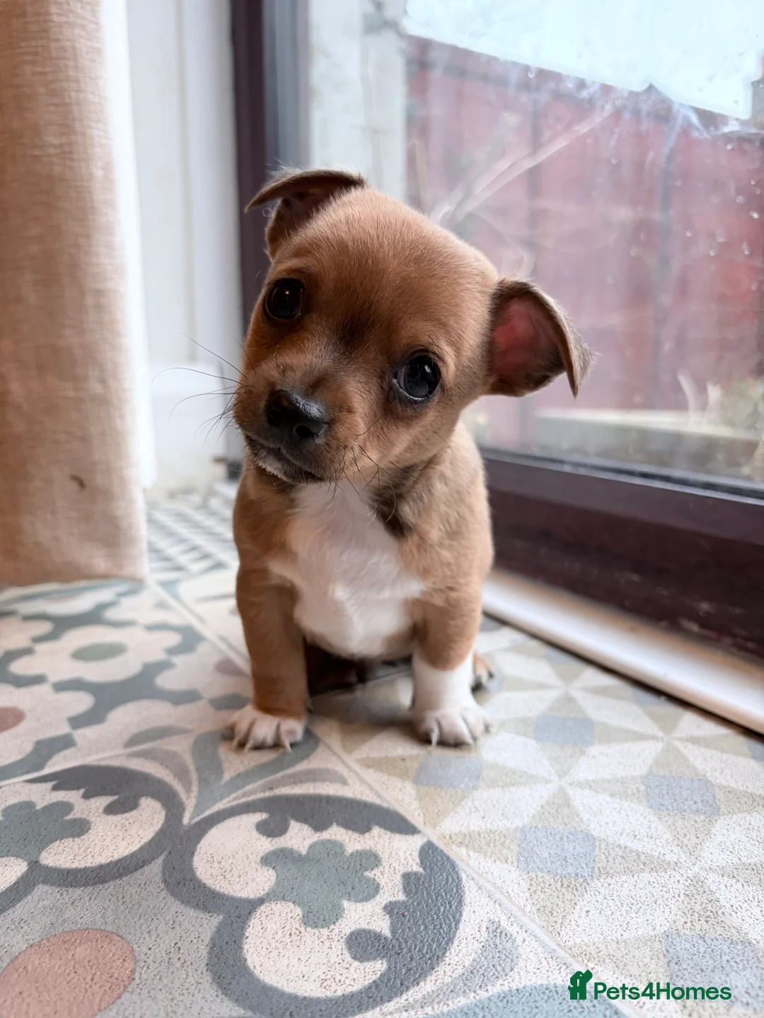 Mixed Breed dogs for sale: Chi-Jack-Weenie puppies - Advert 1