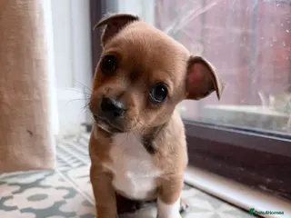 Mixed Breed dogs Chi-Jack-Weenie puppies - Advert 1