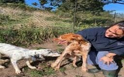 English Setter dogs for adoption: Gela  - Image 2