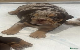 English Bulldog dogs for sale: English bull dog  - Image 4