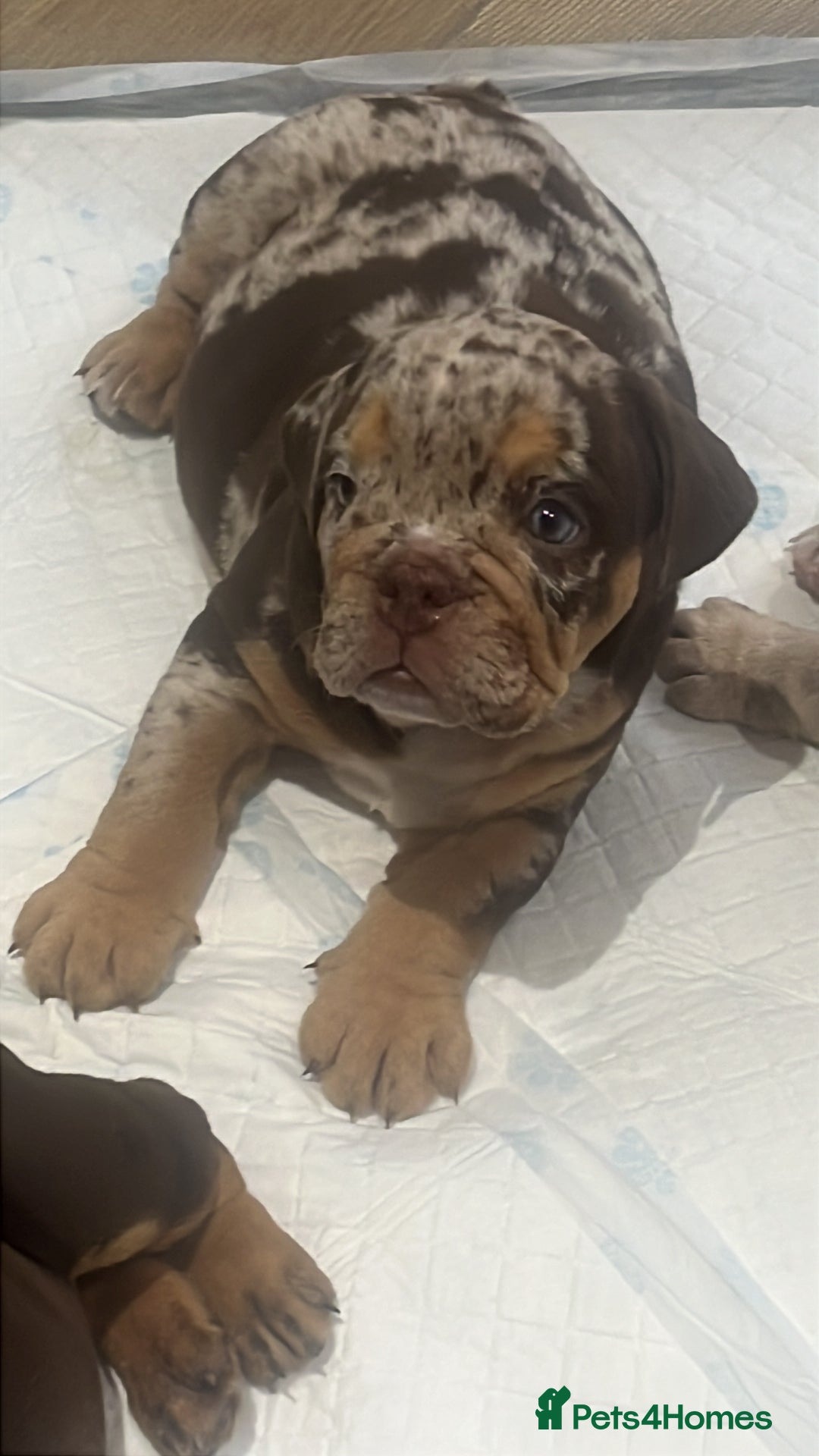 English Bulldog dogs for sale: English bull dog  - Image 4