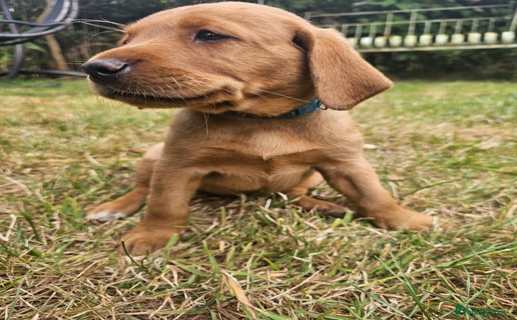 Labrador Retriever dogs in Watchet - Advert 8