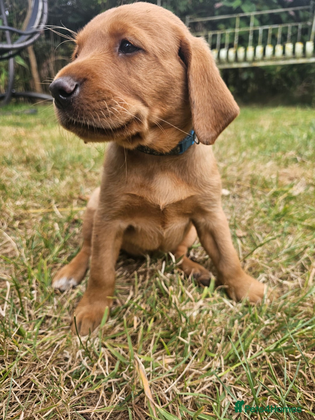 Labrador Retriever dogs for sale: Labrador Puppies  in Watchet - Image 9
