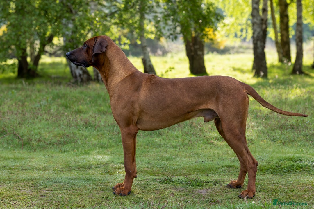 Rhodesian Ridgeback dogs for stud: Fully Health Tested KC Rhodesian Ridgeback Stud - Advert 6