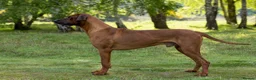 Rhodesian Ridgeback dogs for stud: Fully Health Tested KC Rhodesian Ridgeback Stud - Advert 6