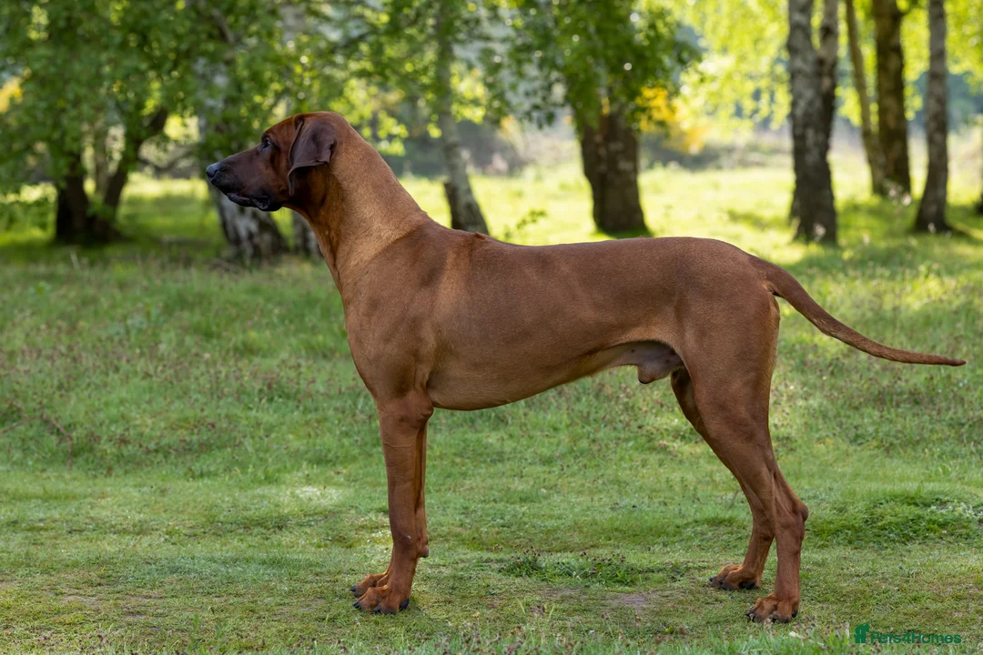 Rhodesian Ridgeback dogs for stud: Fully Health Tested KC Rhodesian Ridgeback Stud - Advert 6