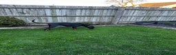 Dobermann dogs for sale: Zeena.   Doberman  - Advert 3
